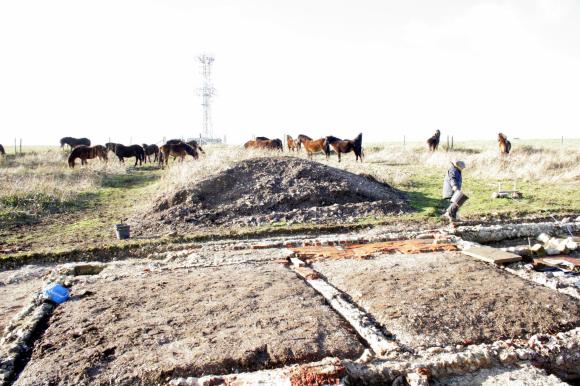 Exmoor ponies visiting dig site