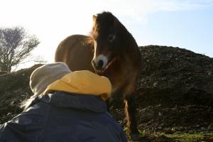 Exmoor ponies visiting dig site; 27th January 2014