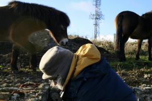 Exmoor ponies visiting dig site; 27th January 2014