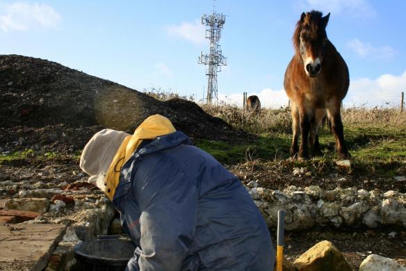Exmoor ponies visiting dig site