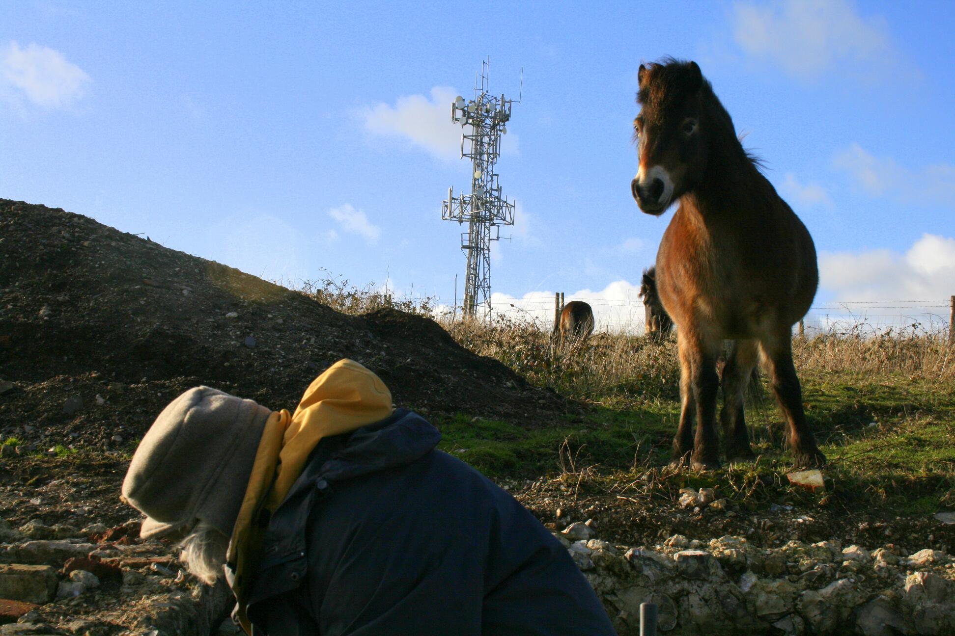 Exmoor ponies visiting dig site; 27th January 2014