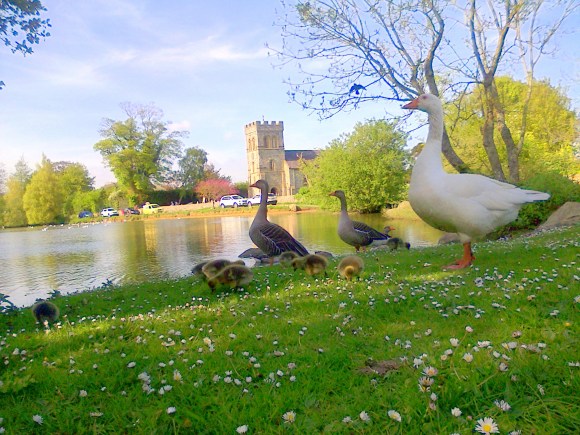 Falmer Pond and Church