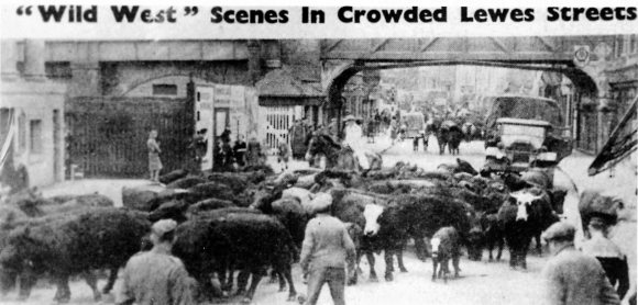 Wild West Balsdean Cattle Roundup in Lewes