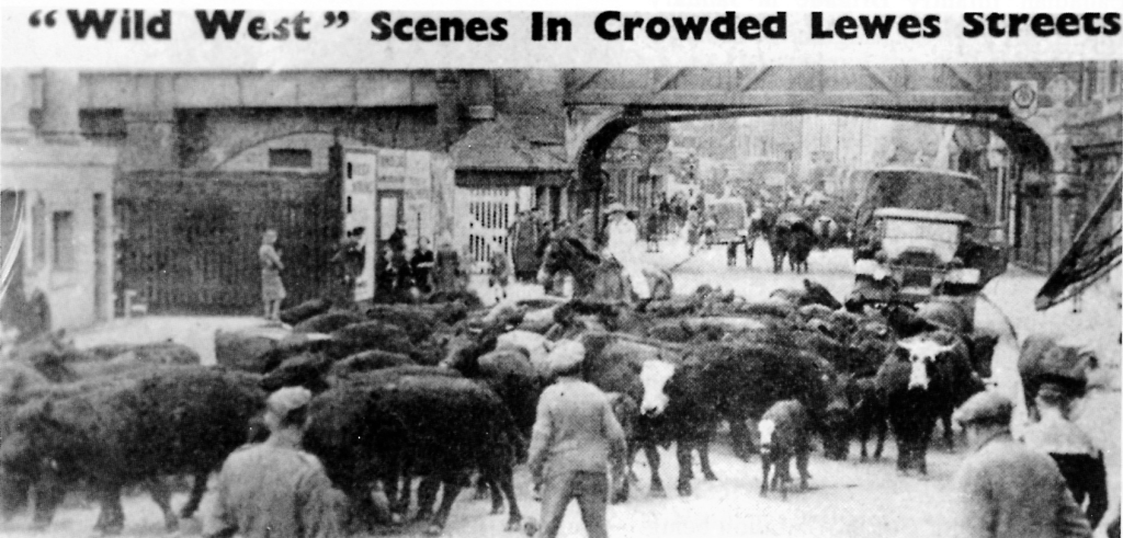 Wild West Balsdean Cattle Roundup in Lewes