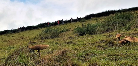 Parasol Mushroom and Health Walkers, Castle Hill NNR